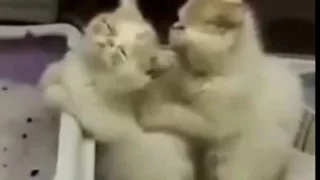 romantic cat - love cat massage