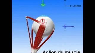 Oculomotricité : champs d'action des muscles