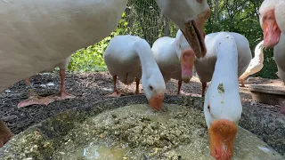 Turkeys Chickens Geese and more Farm Animals on this Animal Sanctuary Vlog