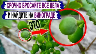 🍇 ОТБРОСЬ ВСЕ РАБОТЫ после ЦВЕТЕНИЯ винограда, но сделай ЭТО. И ЭТО не ПОЛИВ и не ПОДКОРМКА.