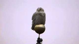 Snowy Owl Mount Crawford, VA