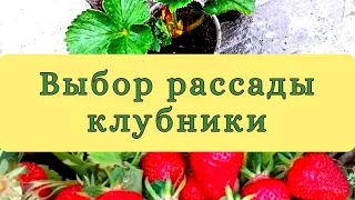 Как выбрать рассаду клубники.