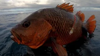 SPEARFISHING PHILIPPINES || RED SNAPPER || BLUE FIN TREVALLY || BANTON, ROMBLON PHILIPPINES
