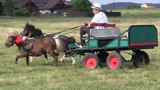 Top 10 Cai Ponei la căruță || Look Animal