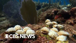 Marine heat wave threatening Florida's coral reefs