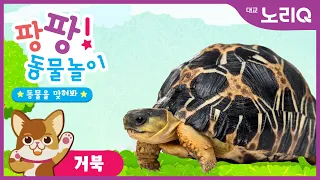 팡팡! 동물놀이💛ㅣ거북 편🐢ㅣ자연탐구ㅣ어린이 프로그램ㅣPangpang! Play with AnimalㅣTurtleㅣKids Programㅣ대교 노리Q