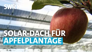 Grüner Strom von der Obstplantage | SWR Zur Sache! Rheinland-Pfalz