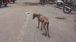 Moving skeleton dog transforms after rescue.