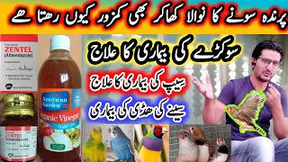 پرندوں میں سوکڑے کی یعنی سِیپ کی  بیماری کی وجہ٫ پھچان اور اسکا علاج How To Deworming Birds