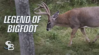 The Legend of Bigfoot | A Giant Northeastern Whitetail | Sea Bucks