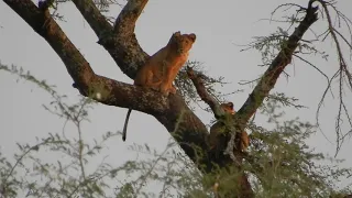 Tree-climbing Lions, Queen Elizabeth National Park, Uganda