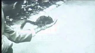 Squirrel Eating from Man's Hand, 1950's - Film 92338