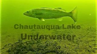 Underwater GoPro: Chautauqua Lake NY