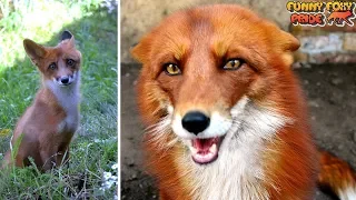 Fox Pup Alf vs Grown Up Fox