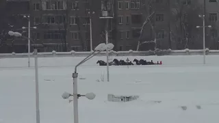 Московский ипподром. Бега. 18.02.18. Заезд 11(85). ПРИЗ ИМЕНИ ЖУРНАЛА КОНЕВОДСТВО