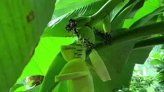 Банановый цвет в Тропическом лесу