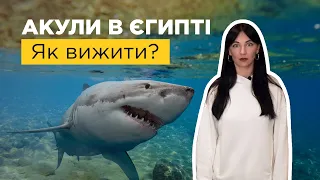 Акули в Єгипті - міф чи реальність?  Дайвінг в Червоному морі, як вижити?