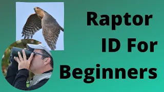 Raptor ID for Beginners