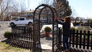 Pruning Climbing Roses on a Trellis, Arbor & Obelisk! 🌹✂️🌿 // Garden Answer