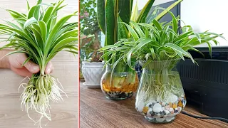 Spider rope indoor plants, a plant with great healing properties, 5T1 ideas