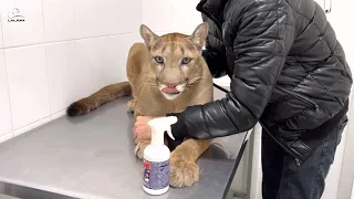 Messi donates blood. Brave cougar 