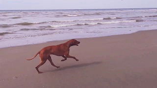 Vizsla Running