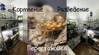 Кормление пауков и скорпионов. Тройное разведение Centruroides sculpturatus. Уборка в зверушне