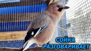 СОЙКА РАЗГОВАРИВАЕТ 😍