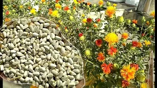 अमेरिकन केसर के फूल से बीज कैसे निकलता है?(कुसुम) How to remove kesar seeds from kesar flowers.