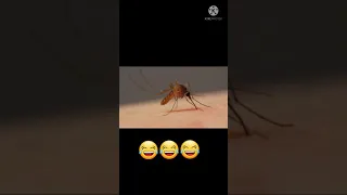 Hate moment for all😬🦟mosquito bite 😅#funny video# only fun#shorts