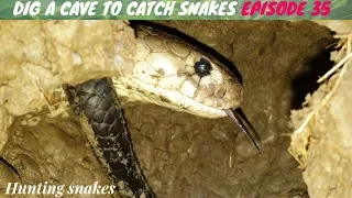 DIG A CAVE TO CATCH SNAKES EPISODE 35: BIG SNAKE| Hunting snakes