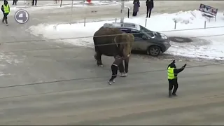 Слоны на улице