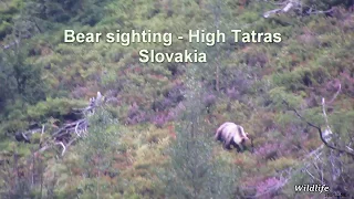Brown Bear High Tatras - Slovakia 2017