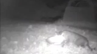 Ночной триллер кошка против лисы