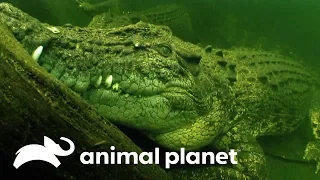 Ataque do crocodilo de água salgada | Perigo na Austrália | Animal Planet Brasil