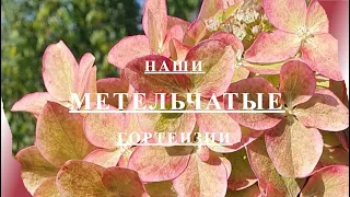 Наши метельчатые гортензии. 28.08.2023