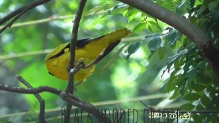 Black hooded oriole