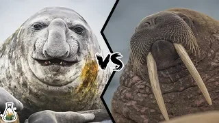 ELEPHANT SEAL VS WALRUS - Who would win this deadly struggle?