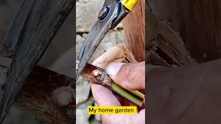 Amazing Grafting / 🍇🍇 Vine Grafting / How to Graft Grape Plant / Grafting Ideas.