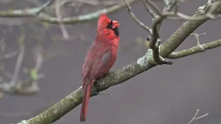 Cardinal sings his heart out