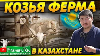 4 и более литра от козы за дойку. Козья ферма на 100 голов под Алматы. Альпийские и Зааненские козы