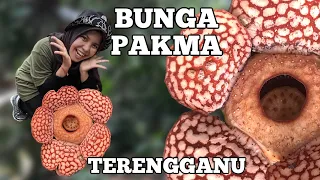Bunga Rafflesia cantleyi, The World's Largest Bloom. Kenyir, Terengganu