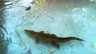 Cuban Crocodile eats baby duck @ Gladys Porter Zoo