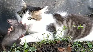 КОШКИ МЫШКИ И ГЛУХОЙ КОТЁНОК. PIED PIPER CATS.