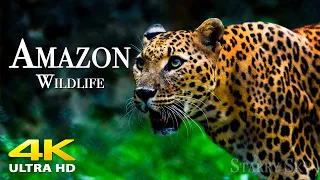 Animals Of Amazon Rainforest in 4K ULTRA HD - Scenic Wildlife Film With Relaxing Music