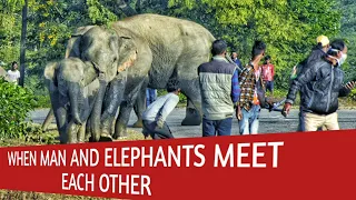 MAN AND ELEPHANTS ENCOUNTER EACH OTHER AT PURABANGLA, GOLAGHAT, ASSAM