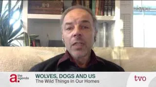 Carl Safina: Wolves, Dogs and Us