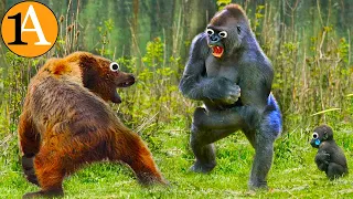 Gorilla vs Bär - Wer würde gewinnen?