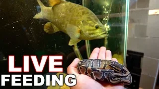 NEW Savage Pet Bass Eats a BIG Meal!!! (First Time Ever)