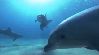 Ambient Music Ocean Dolphins